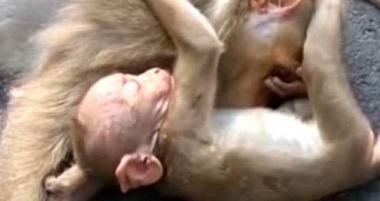 Video desgarrador: un bebé mono llora la muerte de su madre atropellada