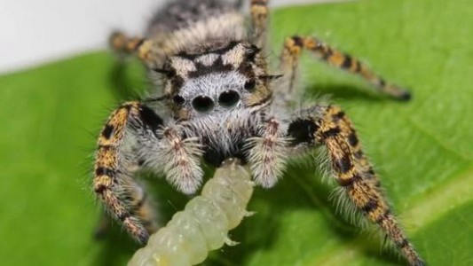 Enteráte por qué no hay que matar arañas