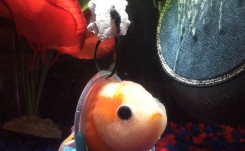 El pez que pudo volver a nadar gracias a una "silla de ruedas" acuática