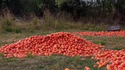 Corrientes: Los horticultores ofrecen los cajones de tomates "al precio que quiere llevar la gente"