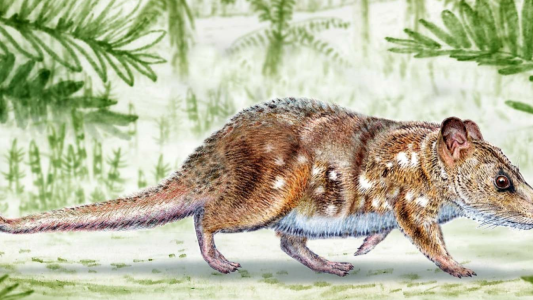 Científicos hallan fósil de mamífero de la era de los dinosaurios en la Patagonia chilena