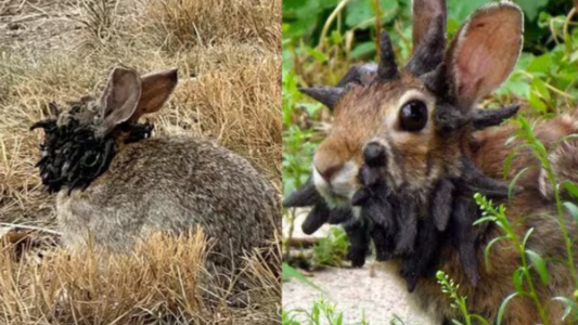 Alarma por la aparición de conejos "mutantes"