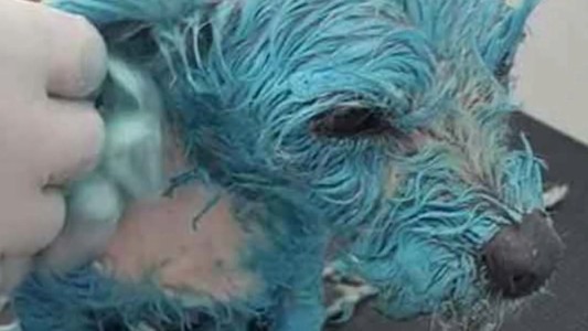 Conmoción en México: un hombre pintó de azul y le hizo tomar disolvente a una perrita
