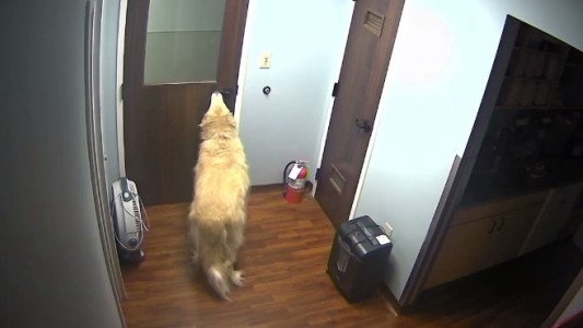 La fuga de "General" el perro que logra abrir las puertas de la veterinaria para volver a casa