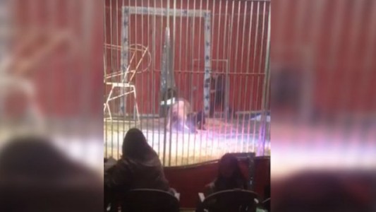 Un domador fue atacado por un león en pleno show y lo salvó su esposa
