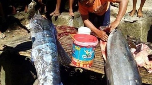 Misterio en Filipinas: pescaron del fondo del mar un pez tatuado