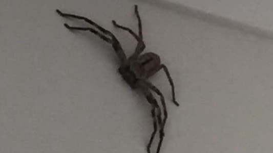 Hallaron a la espeluznante "madre de todas las arañas": inmune a todos los venenos