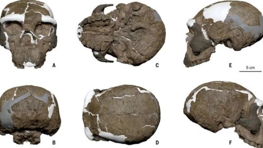 Hallan en China un cráneo de hace un millón de años que reescribe la cronología de evolución humana