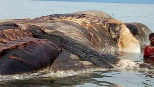 Fin del misterio: identificaron al "monstruo" marino de Indonesia