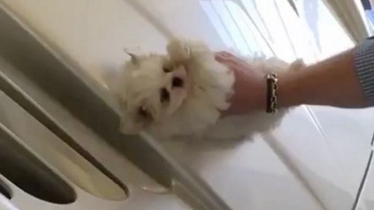 Video que indigna: "el niño rico" que lustra su auto de alta gama con un perro cachorro