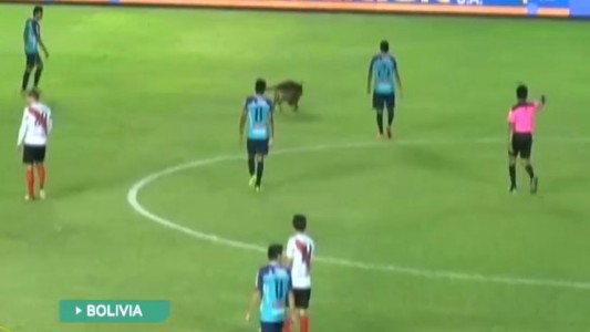 Un perro en la cancha