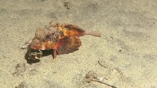 El increíble pez con patas que sorprendió a los científicos