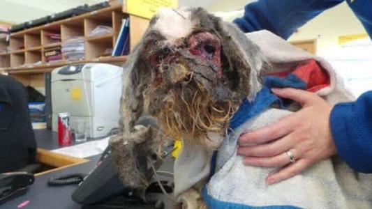 Fotos antes y después: el perro sucio que tuvo que ser anestesiado para poder pelarlo