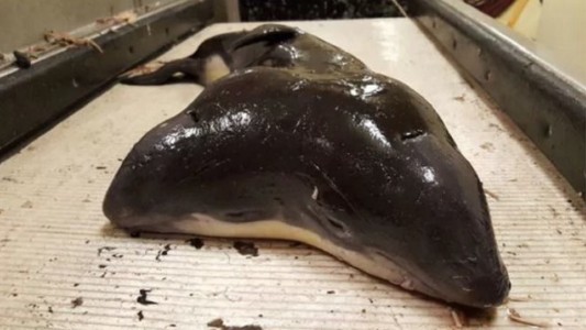Hallaron una criatura marina de dos cabezas