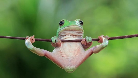 "El encantador de anfibios", la nueva sensación que enloquece a los usuarios de Instagram