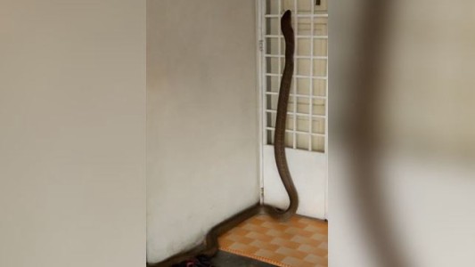 Impresionante: el VIDEO de una cobra real metiéndose en una casa en Malasia