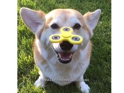 El furor por el spinner también llega a los perros