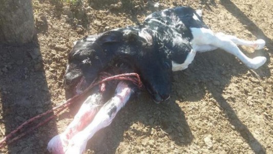 Impactante: nació un ternero con dos cabezas en Córdoba