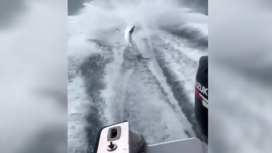 Video aterrador: amarraron un tiburón a una lancha y lo arrastraron hasta matarlo