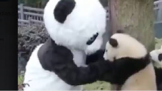 Elmejor trabajo del mundo: el hombre que se disfraza de panda para jugar con los osos bebés