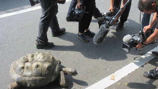 Y esta vez no lo dijo Diego:  A un zoológico de Japón se le escapó la tortuga