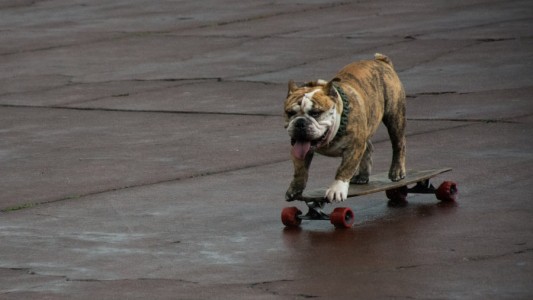La historia de Logan, el perro skater que es furor en la Universidad de México