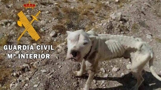 España: rescataron un cachorro de dogo desnutrido y abandonado en un descampado