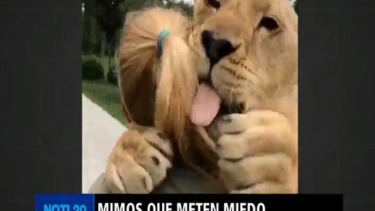 El emotivo abrazo de dos leonas a su cuidadora