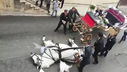 Video escalofriante: un caballo exhausto que se desplomó y murió en Italia