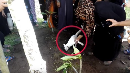 Video de amor puro: el gato que no quería despegarse de la tumba de su dueño