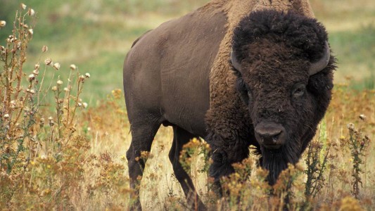 Hallaron el primer bisonte salvaje en 250 años y decidieron matarlo