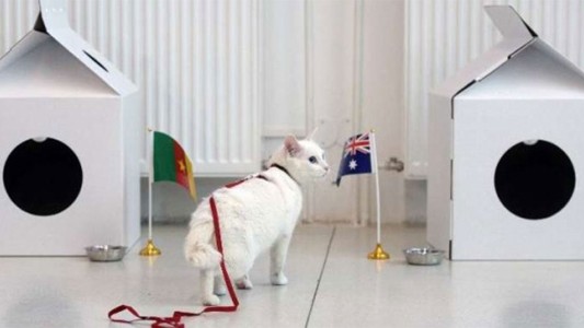 Aquiles, el gato sordo que será el sucesor del pulpo Paul en el Mundial de Rusia