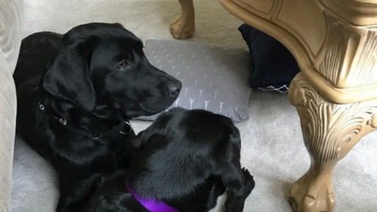 La CIA "despide" a una perrita porque se negaba a trabajar