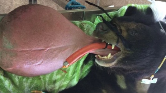 El extraño caso del oso tibetano al que no paraba de crecerle la lengua