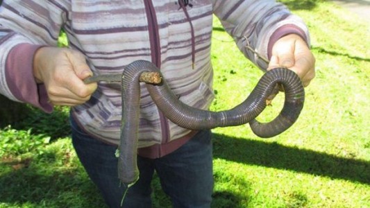 Sorpresa en Australia por la aparición de una lombriz gigante