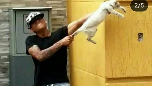 Venezuela: jugadores maltrataron a un gato, lo subieron a Instagram y los echaron del club