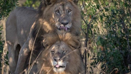 Escándalo en Kenia por dos leones gays: dicen que están "poseídos por el demonio"