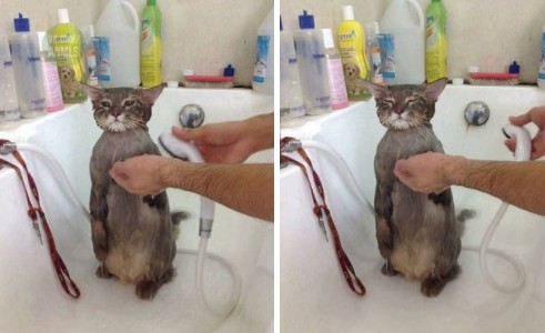 La increíble historia del gato al que le gusta bañarse