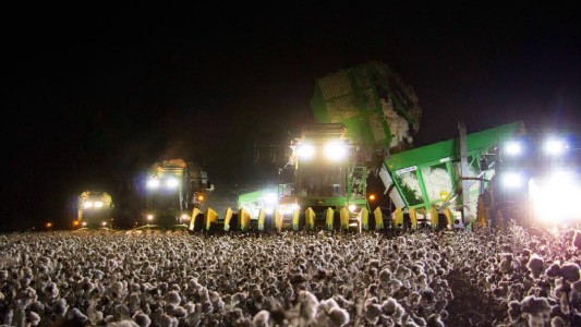 La foto viral que sorprende: el campo de algodón que parece un festival de música