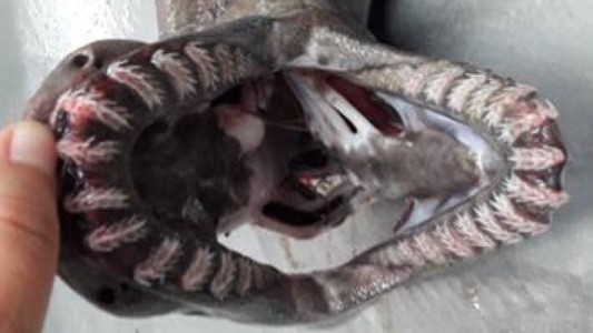 Capturan un tiburón prehistórico que tiene 300 dientes afilados