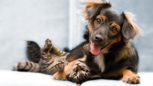 La ciencia asegura que los perros son más inteligentes que los gatos