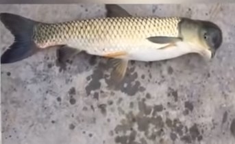 Misterio en China por el extraño pez mutante con cabeza de paloma