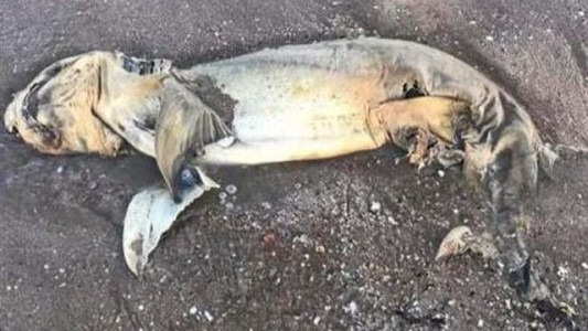 Misterio por una extraña criatura que apareció en la playa de Australia