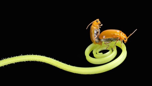 El misterioso pene del escarabajo que intriga y llena de dudas a los científicos