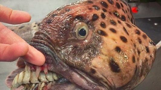 Las extrañas criaturas del mar de Barent