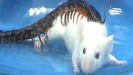 Descubren el secreto del terrible insecto asesino de 100 patas