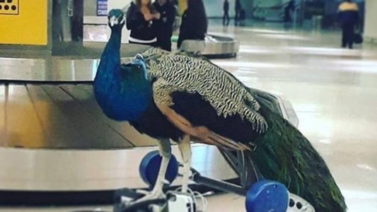 Escándalo en EE.UU.: a una mujer le impidieron subir a un avión con un pavo real
