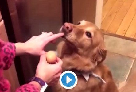 Video viral: el perro que sostiene un huevo con la boca sin romperlo