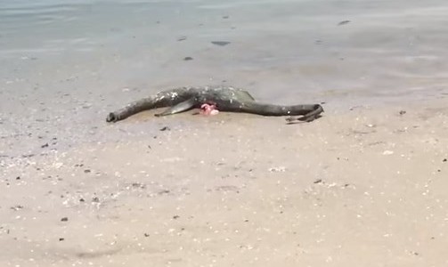 Misterio en Estados Unidos por la aparición de una extraña criatura en la playa