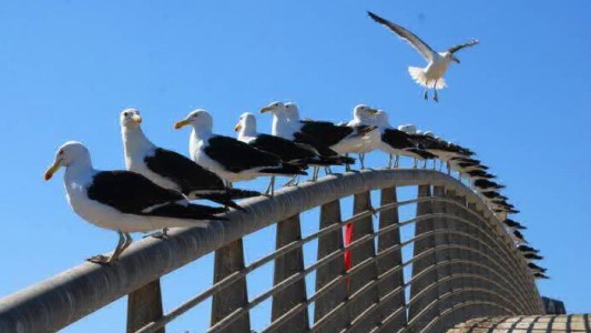 Para reducir la población de gaviotas colocarán alimento con anticonceptivos